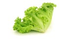 Loose-leaf lettuce Ã¢â¬Ëlollo greenÃ¢â¬â¢ Royalty Free Stock Photo